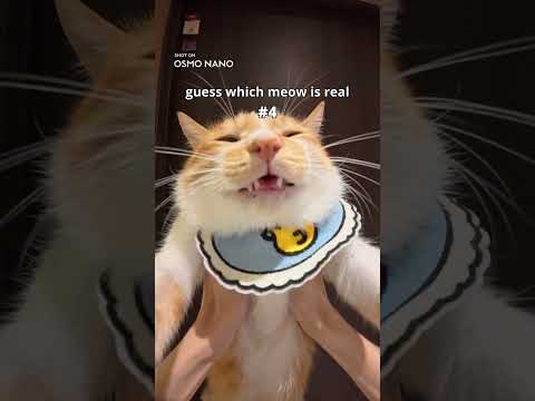 大疆Osmo Nano官方短片中的猫咪近距离记录场景