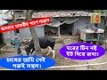 ধামরাইর অসহায় খামারীর বড় গরু | হৃদয়বান ক্রেতা চান | biggest frisian cow | Bayezid Moral