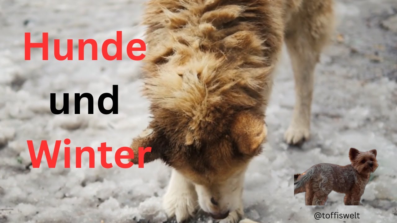 Dein Hund sagt dir nicht, dass ihm kalt ist –aber er zeigt es. 🐾