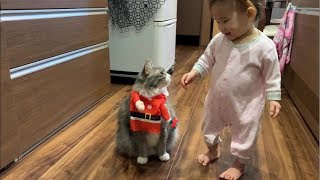 クリスマスを家族で祝う猫 ノルウェージャンフォレストキャットChristmas.  Norwegian Forest Cat.
