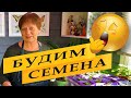 СТОПРОЦЕНТНЫЙ урожай СЕЛЬДЕРЕЯ!