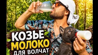 Сначала мне, потом волчатам 😱‼️