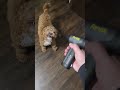 These blowers are so handy!