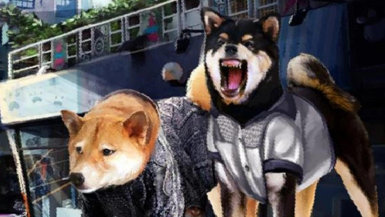 black and white heeler dog