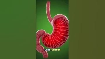 #7 Water Nutrient Pathway 3D | Hydration Journey Inside Your Body #healtheducation #water #3danatomy