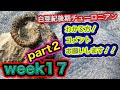 【season2】《week17part2》これはっ?!これがっ!?ニッポニテスなのか???わかる方いれば教えて欲しいです。。。。