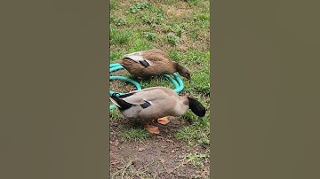 Ducks Lay egg in Most unusual spot 🤯🦆