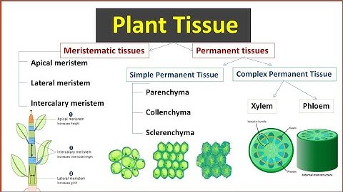Plant tissue | Types of Plant Tissues | Meristematic Tissue | Permanent Tissue | Histology
