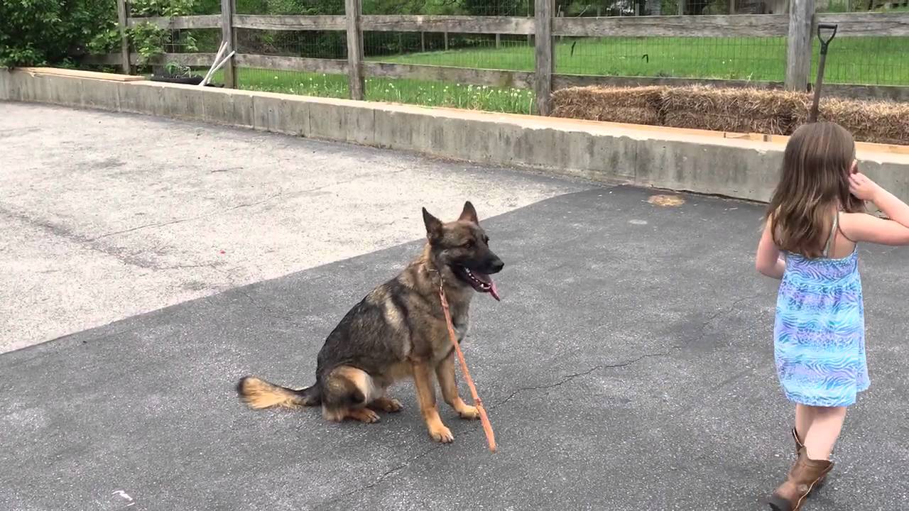 camera iphone 8 plus apk Bishop & Quorra Showing Off Protection Skills German Shepherd For Sale