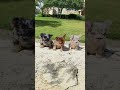Fluffy Blue merle, fluffy rojo & tan, fluffy lilac & tan merle