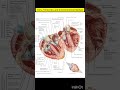 Atria, Ventricles, and Interventricular Septum | Heart | human anatomy | Biology Diagram