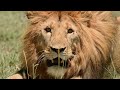 Win or Die (FULL EPISODE) | Deadliest Battles For Survival | Nature Animal Documentary