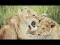 Win or Die (FULL EPISODE) | Deadliest Battles For Survival | Nature Animal Documentary