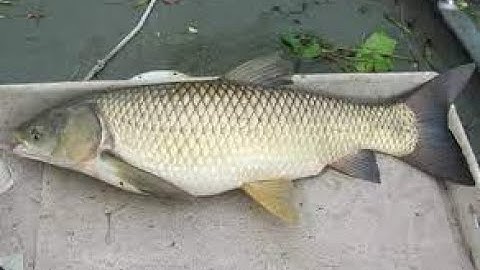 Nguyên nhân và cách khắc phục cá trắm cỏ xuất hiện các chấm đỏ trên thân, mang bị cứng bên ngoài
