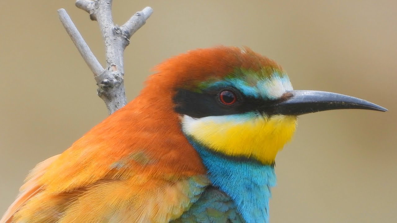 Vlha pestrá (Merops apiaster),Bienenfresser,European bee-eater 