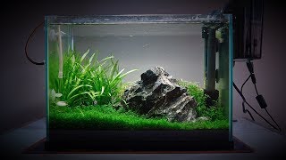 My 20 Litre (5 gallon) Planted Tank : Over the last 4 months