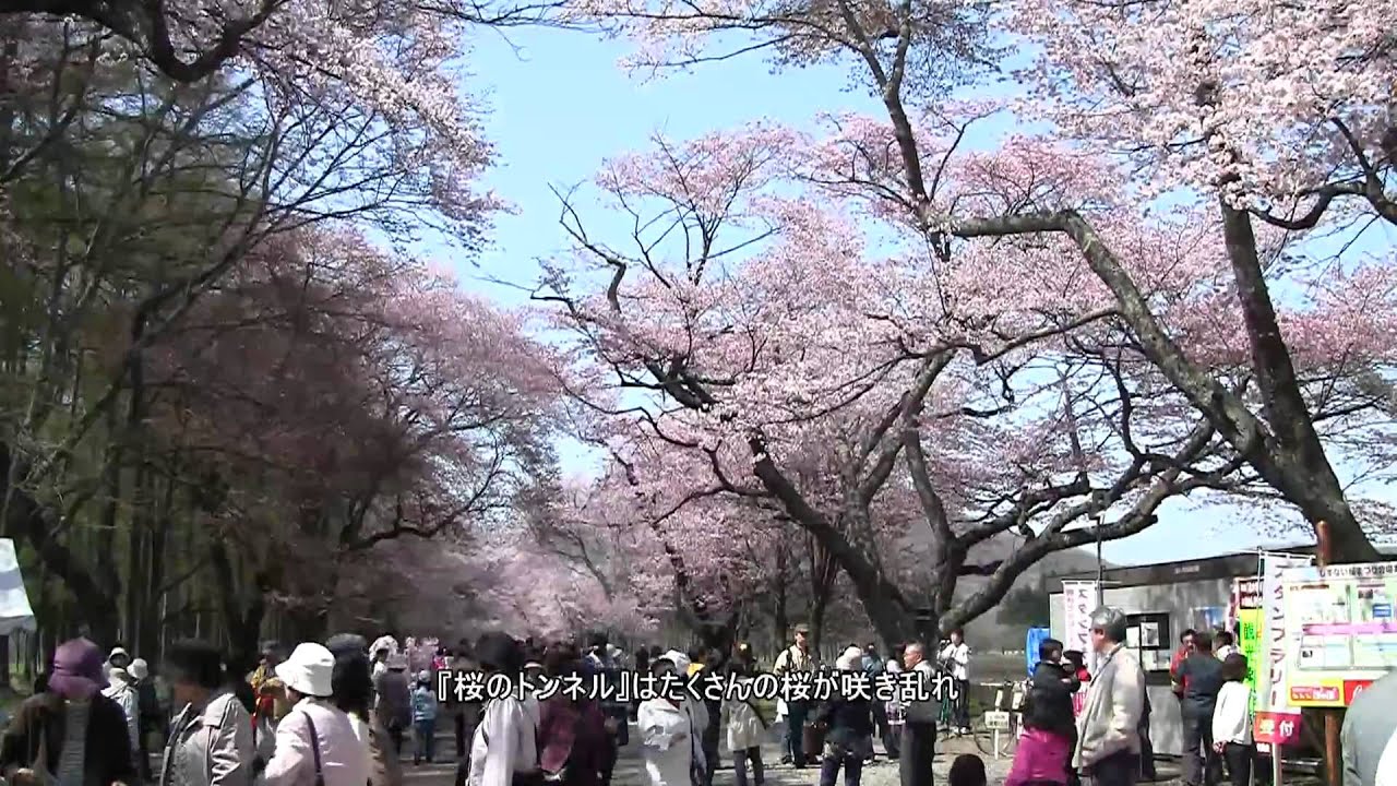 静内二十間道路桜並木21の花見頃と開花予想 桜まつりやライトアップは 季節お役立ち情報局 静内二十間道路桜並木21の花見頃と開花予想 桜まつりやライトアップは 季節お役立ち情報局