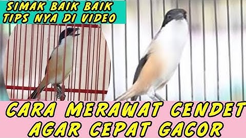 CARA MERAWAT CENDET AGAR CEPAT GACOR (VIDEO CENDET JUARA)