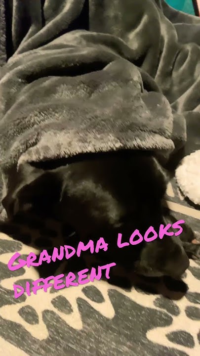 can-my-dog-pass-for-grandma-shorts-youtube