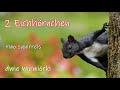 Zwei Eichhörnchen