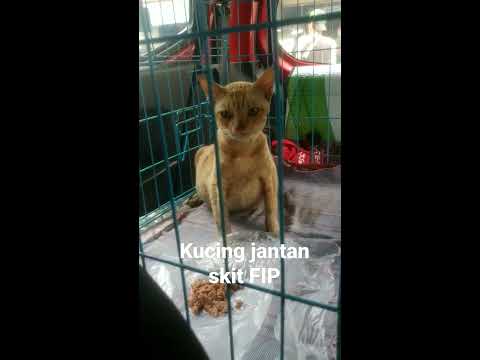 Rescue kucing jantan sakit FIP basah