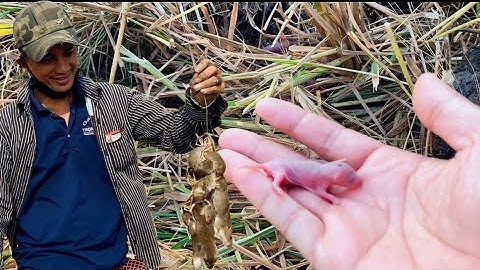 Bắt Chuột Đồng Mùa Lúa Chín l Hiển Vlog