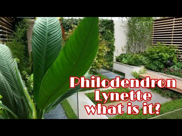 pedatum philodendron Philodendron 'Pedatum' Variegated (wk19-G) – Rare Plant Fairy main image 1