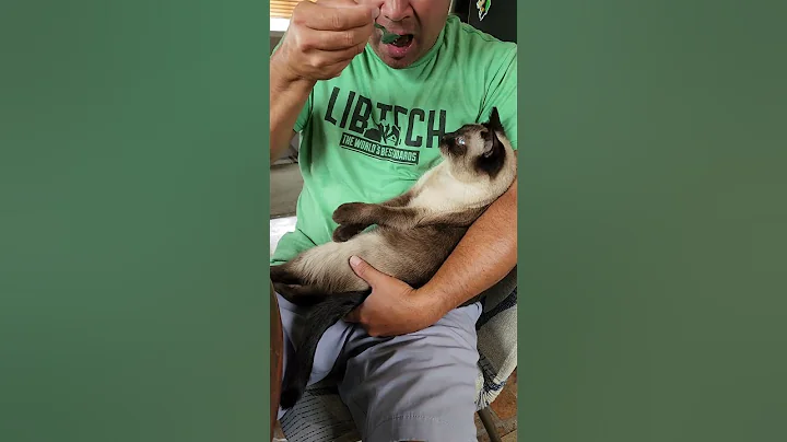 Video 11679591: siamese cats catlover, catlover siamese cute, cute baby siamese cat, little siamese cat