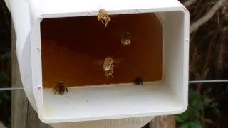 Girls are going to town on the pollen feeder.