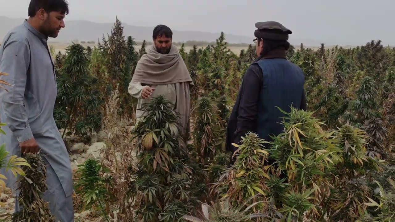 This video is only for showing landrace plants. It is not for commercial use. 