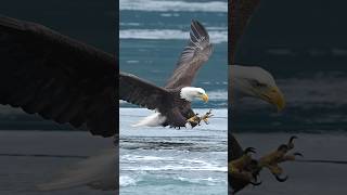 Hungry Eagle Snatches Fish Right off the Surface