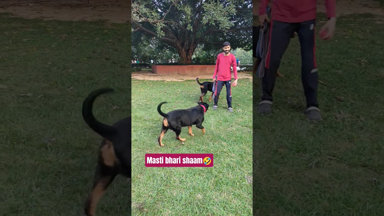 Rocky and barfi masti🤣❣️ 