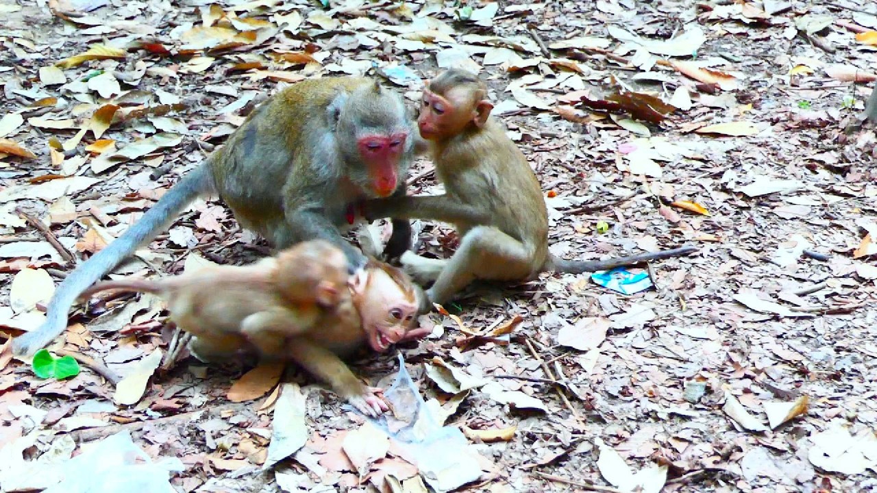 Female monkey Jan donot want baby play wiyh jovi