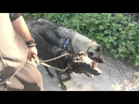 Passeggiata al passo con 2 cani