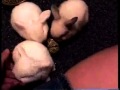 Bunnies Listening to Intromix's "Main Street Electrical Parade" Cover / EMS Vocoder 2000 Mk2