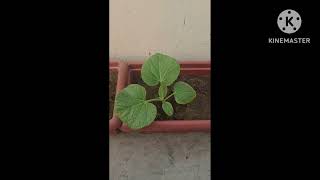 Have to grow vegetable at your kitchen garden #gardening #greenlifestyle #kitchengarden #viral #tren