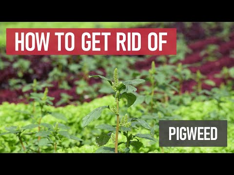 How To Get Rid Of Pigweed [diy Weed Management]