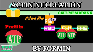 Actin Nucleation By Formin Protein | Actin Binding Proteins |