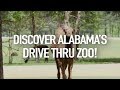 Discover Alabama&#39;s Drive Thru ZOO!