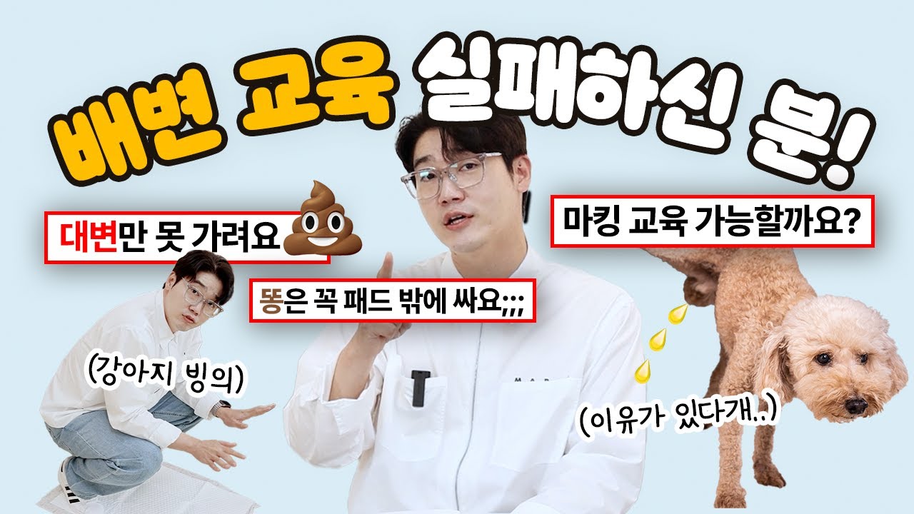 배변 교육 단골 질문! 답변드려요 📮 (패드 물어뜯어요/보호자 있고 없고 달라요/실외 배변을 안 해요 등등) | 댓글 Q&A | 설채현 행동학 수의사