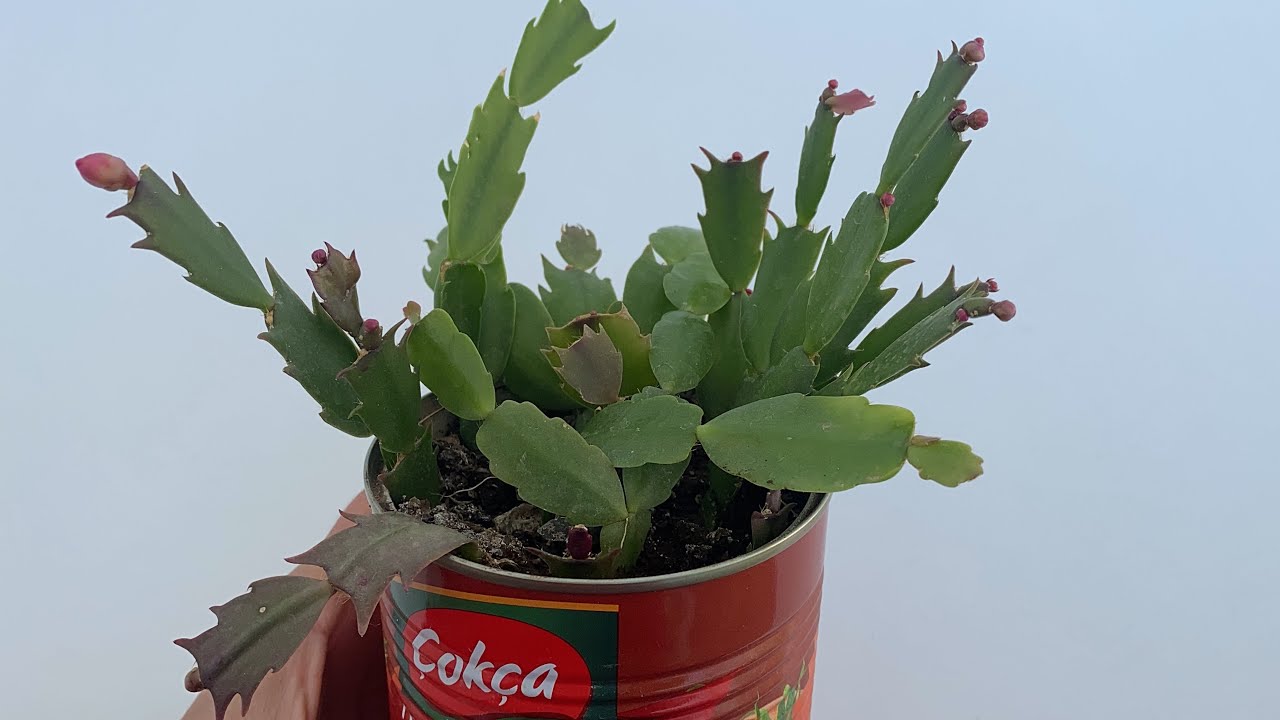 Yılbaşı kaktüsü nasıl çoğaltılır/ yılbaşı çiçeği neden açmaz / yılbaşı çiçeği