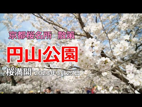 円山公園　京都の桜名所を散策