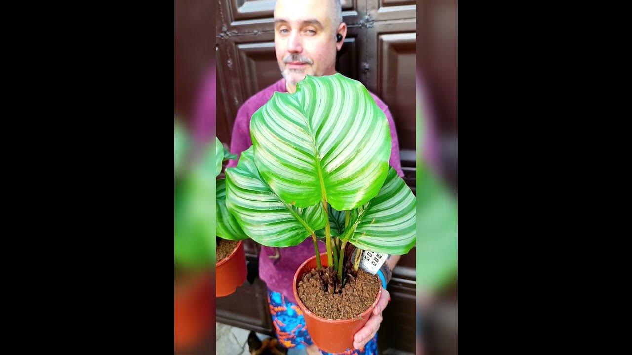 Крупнолистная Калатея Орбифолия, цена 250 гривен! Бронь в вайбер ...