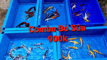Trại Xuất Cá Koi theo combo 9con Màu Đậm