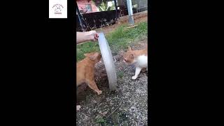 Funny videos about cats - CATS