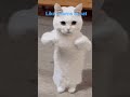 #cat
