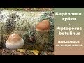 Берёзовая губка - Piptoporus betulinus. Считается несъедобным,  но  иногда можно...