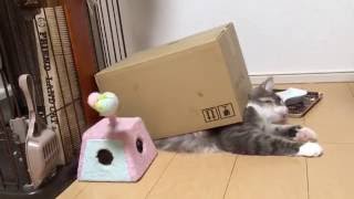 段ボールに隠れたまま動く猫 ノルウェージャンフォレストキャット Move while hiding in cardboard. Norwegian Forest Cat.