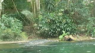 Singapore Zoo