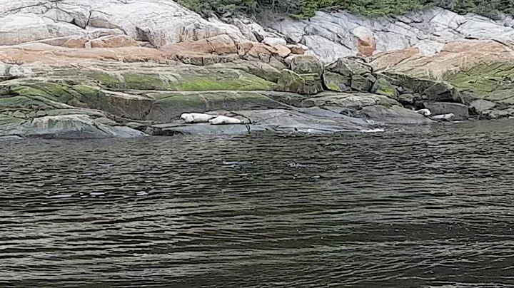 Whale watching on the St Lawrence,  seals too